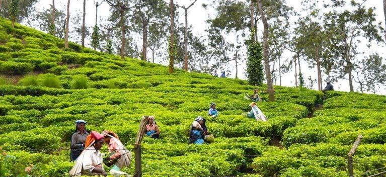 Cassells Jungle Resorts Thekkady Vandiperiyār Exterior foto