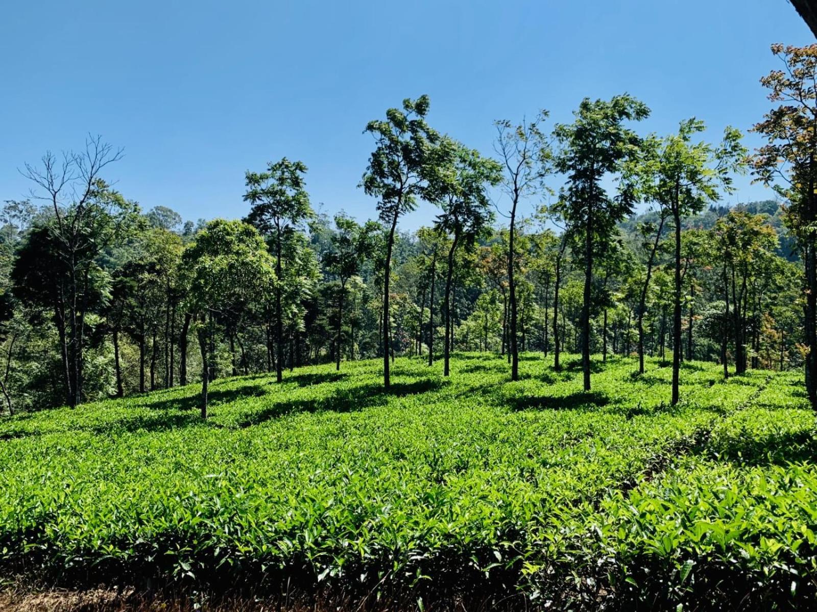 Cassells Jungle Resorts Thekkady Vandiperiyār Exterior foto