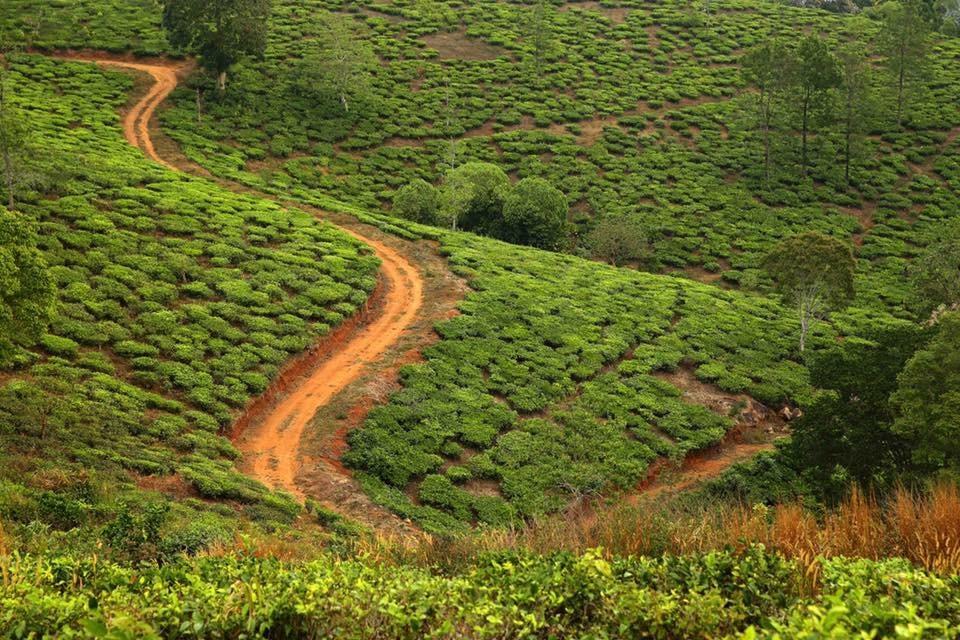Cassells Jungle Resorts Thekkady Vandiperiyār Exterior foto